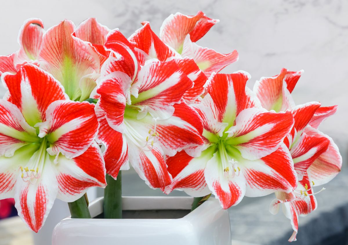 daylilynursery: Spartacus Amaryllis Gift Growing Kit! Ceramic Pot